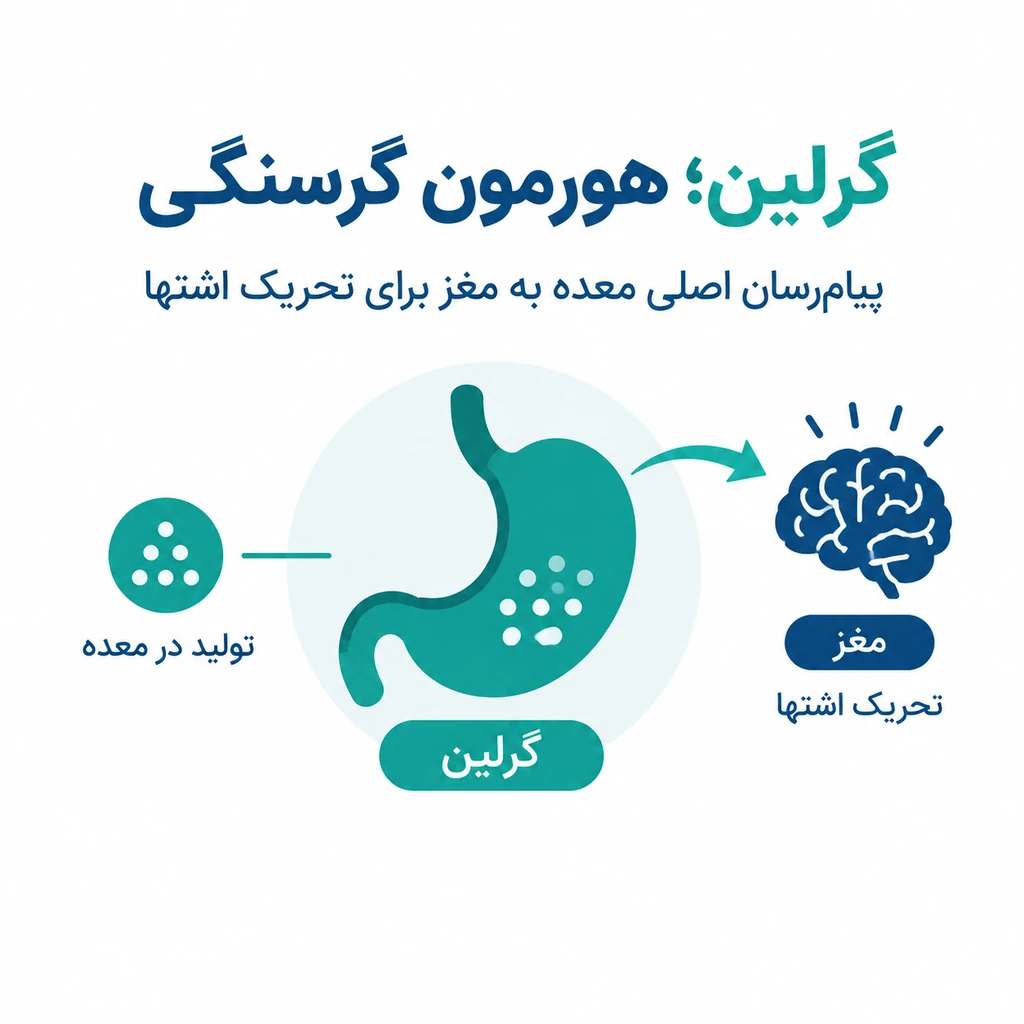 هورمون گرسنگی چیست؟ گرلین چگونه اشتها را کنترل میکند؟